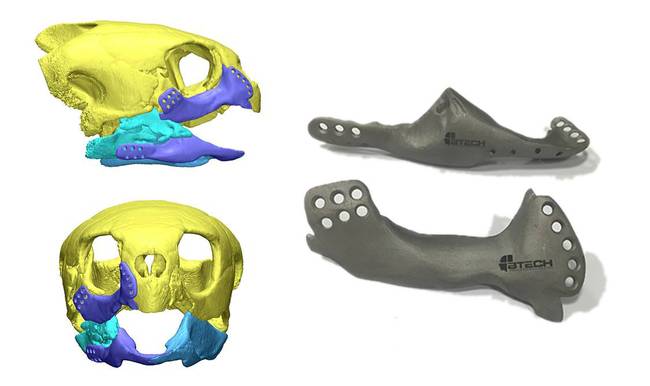 3d-printed-jaw-implant-for-sea-turtle.jpg.650x0_q70_crop-smart.jpg